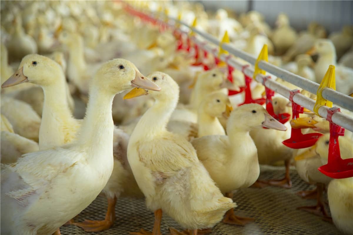 RFID Teknolojisiyle Akıllı Hayvancılığı Güçlendirmek