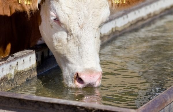 Quenching Intelligence: RFID-Powered Innovations in Livestock Watering System