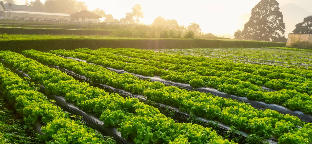 Akıllı Tarımda RFID: UHF RFID Modüllerinden Makine Takibi ve Bakımı İçin Etiketlere